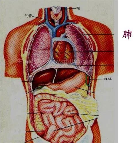 肺在左边还是右边