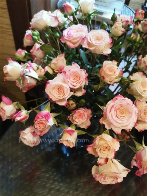 粉色玫瑰花代表什么意思 初恋和感动（送给可爱的女孩）