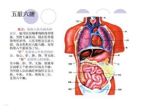 人体结构图五脏六腑肾的位置，在肋骨下面有着两个肾脏