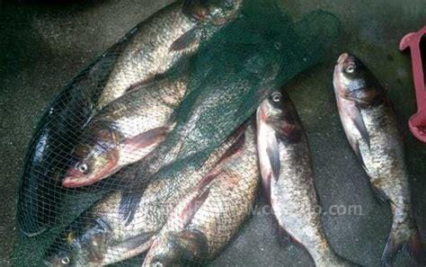 鳙鱼市场价格多少钱一斤，6-10元左右一斤(四大家鱼之一)