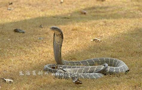 眼镜王蛇最怕什么蛇,是南美洲巨蝮