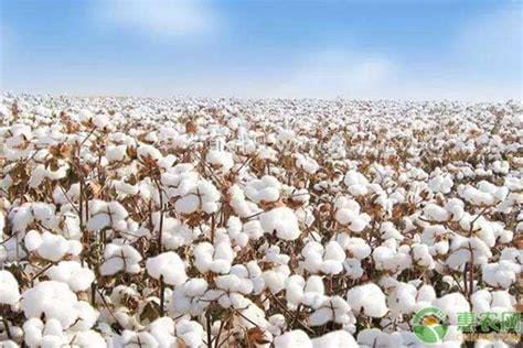 新疆棉花多少钱一斤2023市场价格,1
