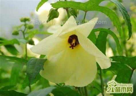 金花葵的功效与作用金花葵泡茶长期