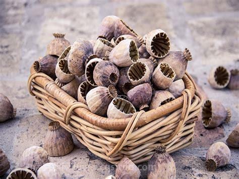 罂粟壳如何使用罂粟壳的用法