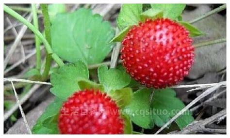 野草莓能吃吗野草莓能不能吃