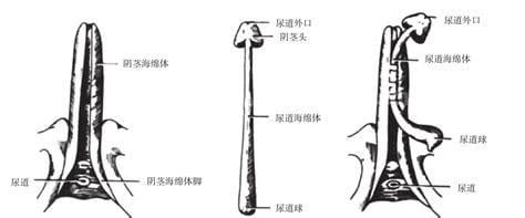 刺激性阴径的办法