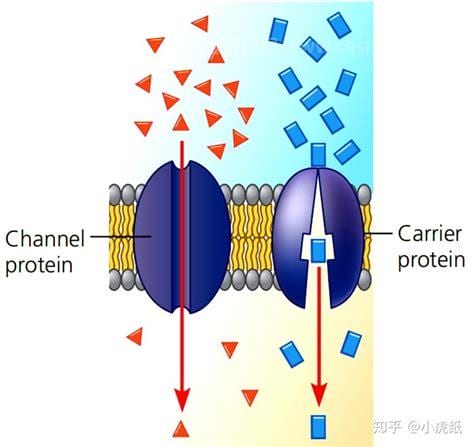 载体蛋白作用基本原理(载体蛋白的