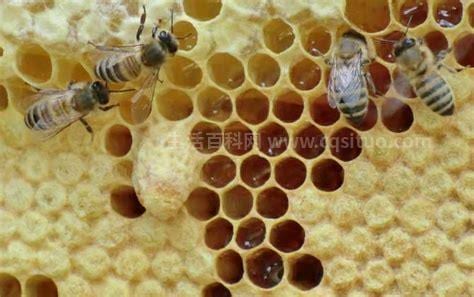 蜂巢素的作用(蜂巢素的作用与功效