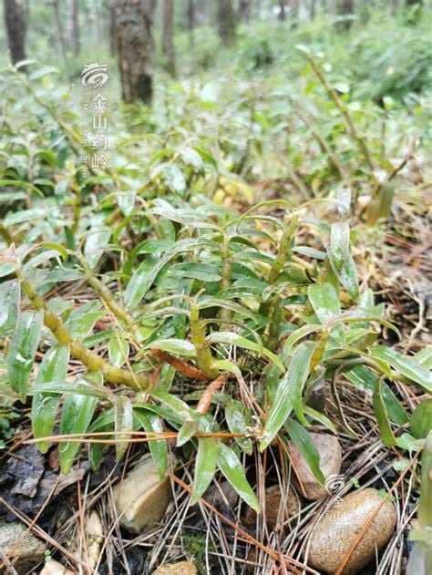 中国十大霍山铁皮石斛原产地 汇总