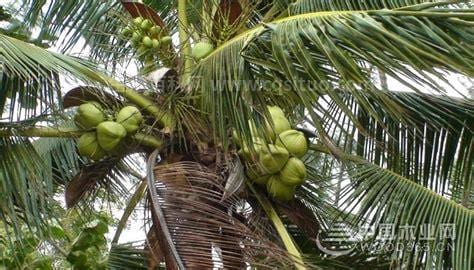 棕榈子的功效和副作用(棕榈树功效