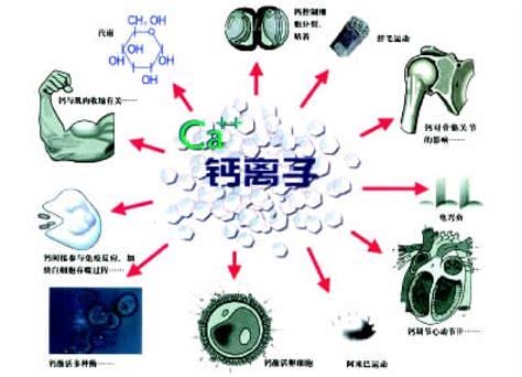 钙镁离子功效（钙镁离子是什么）