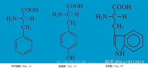 甲䀦胺的功效(甲?胺的作用和付作用