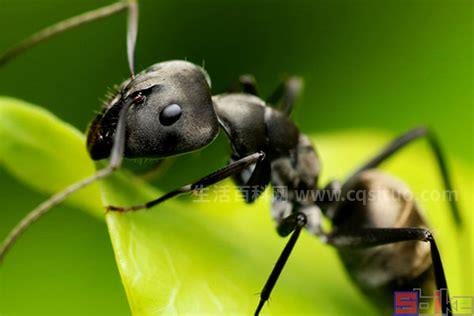 德国黑蚂蚁是干嘛用的德国黑蚂蚁对