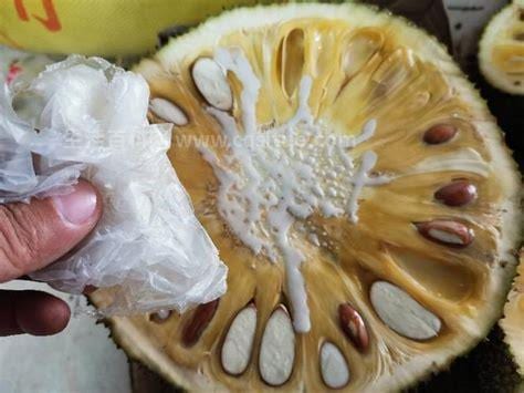 菠萝蜜的胶水粘在手里怎么洗掉，植物