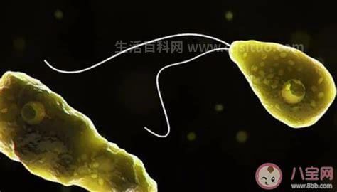 食脑虫在中国分布特征，曾经有病案无