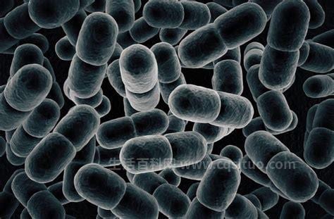 硝化菌的功效硝化菌有什么