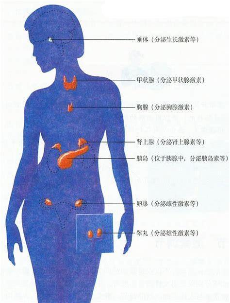 什么是内分泌