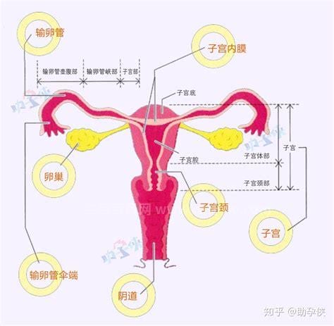 输卵管通液后注意事项有哪些
