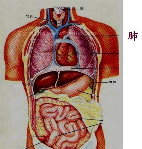 肺在人体左边还是右边