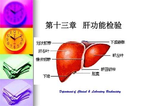 肝功五项包括什么