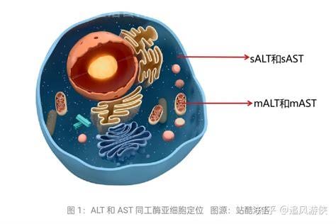 谷丙转氨酶偏低是什么意思