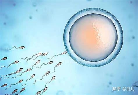 精子卵子结合需要多长时间
