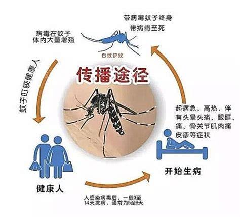 登革热是什么病 什么是登革热