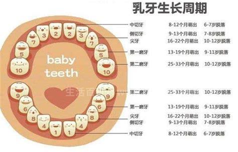 正常人的牙齿有多少颗