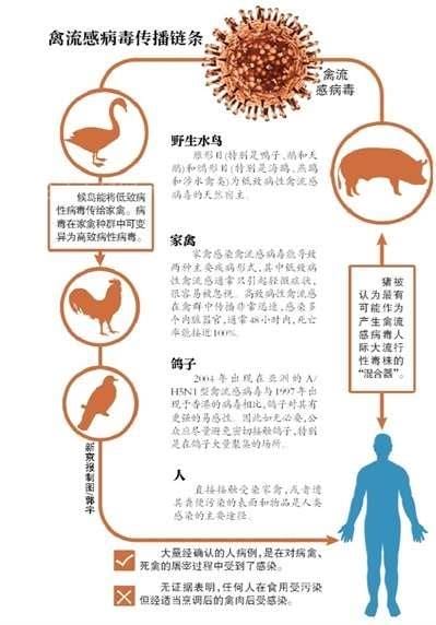 禽流感主要传播的途径