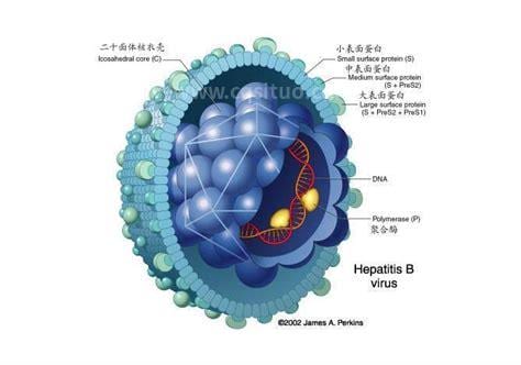 乙型肝炎表面抗体是什么