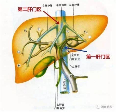 肝静脉和肝门静脉有什么区别