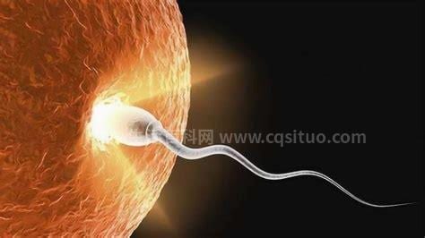 精子和卵子结合有什么表现