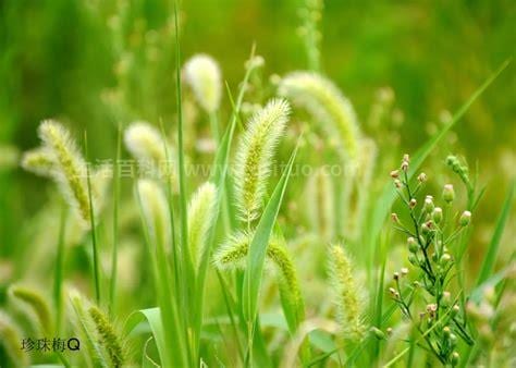 狗尾巴草的功效与作用 狗尾巴草的药用价值