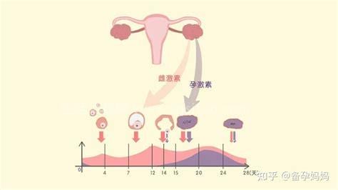 怎么增加雌激素