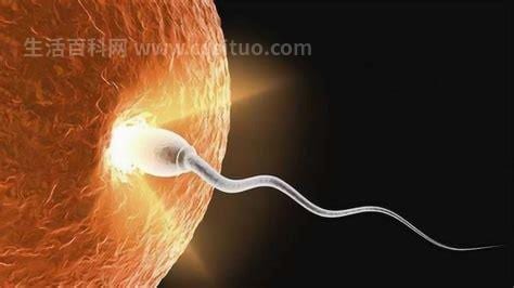 精子和卵子结合需要多长时间怀孕