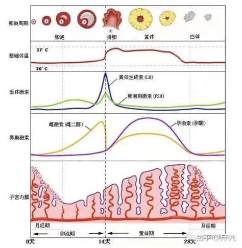 排卵期同房一定会怀孕吗