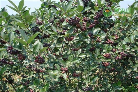 黑果花楸的功效与作用 吃黑果花楸有什么好处