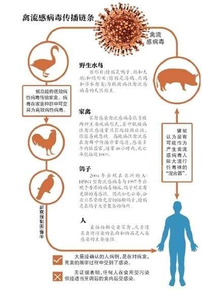 禽流感主要传播的途径有哪些