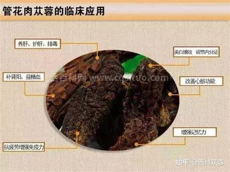 肉苁蓉的功效与作用有哪些