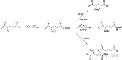 谷氨酰转肽酶高说明什么