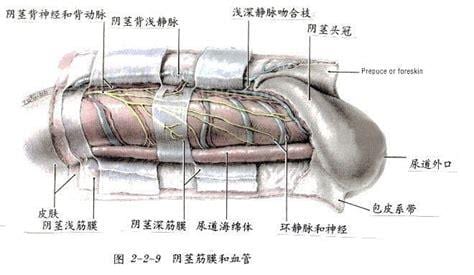 早泄是什么意思