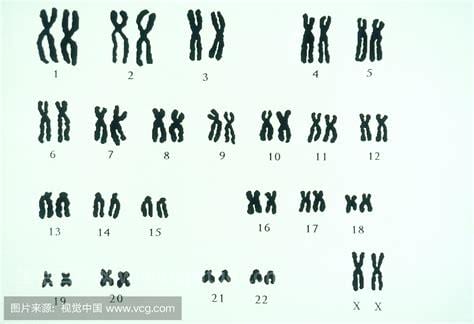 人的染色体有多少对