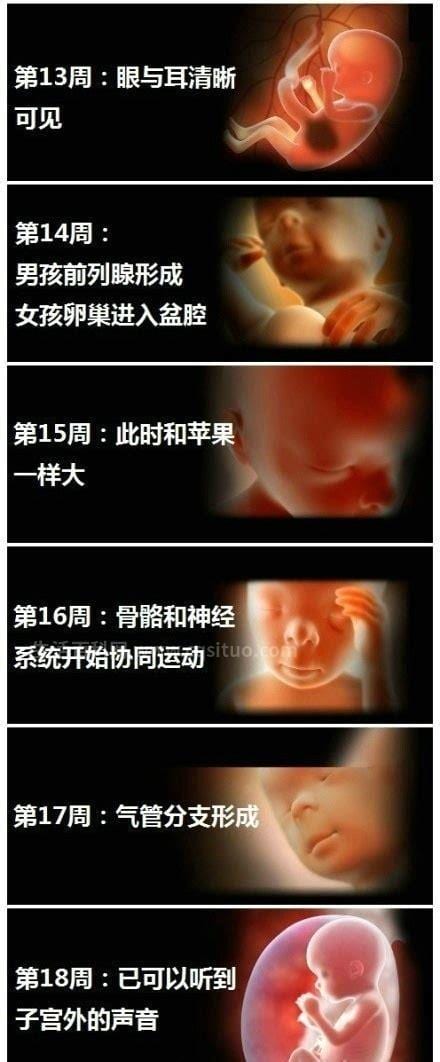 怀胎十月怎么算