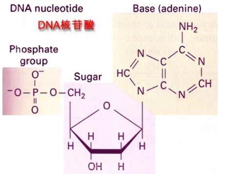 核苷酸有哪几部分组成
