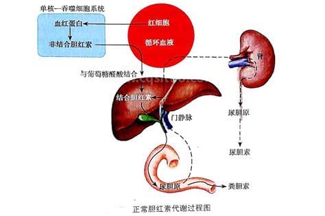 结合胆红素是什么