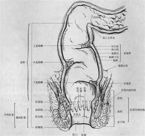 肛周是指肛门哪个部位