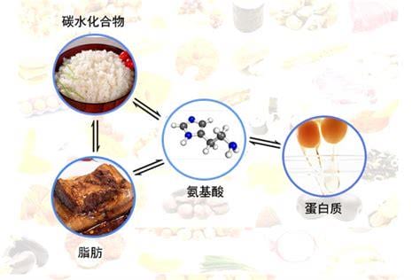 蛋白质会转化成脂肪吗