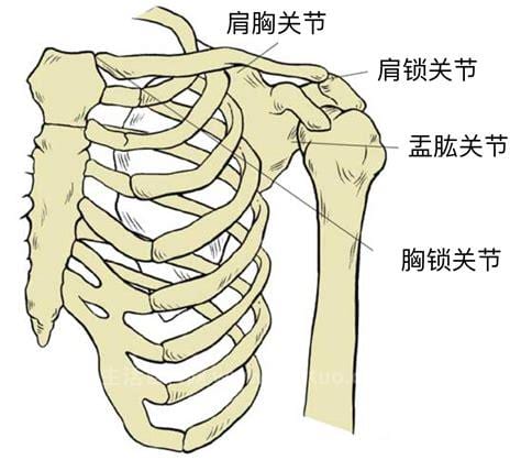 右肩胛骨下角位置图