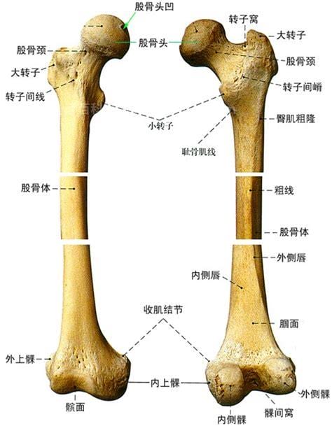 股骨的位置图