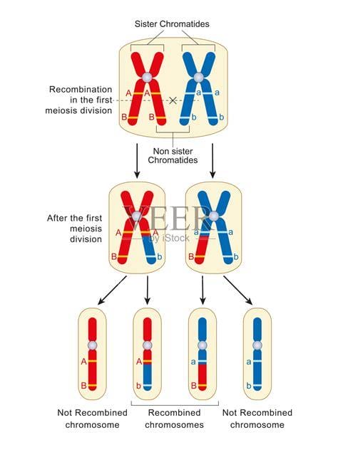 同源染色体的概念是什么